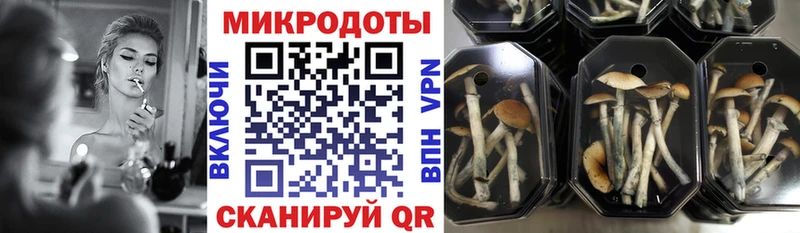 Галлюциногенные грибы Psilocybine cubensis площадка формула Куртамыш